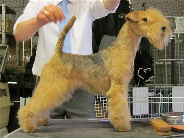 Lakeland Terrier