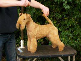 Lakeland Terrier