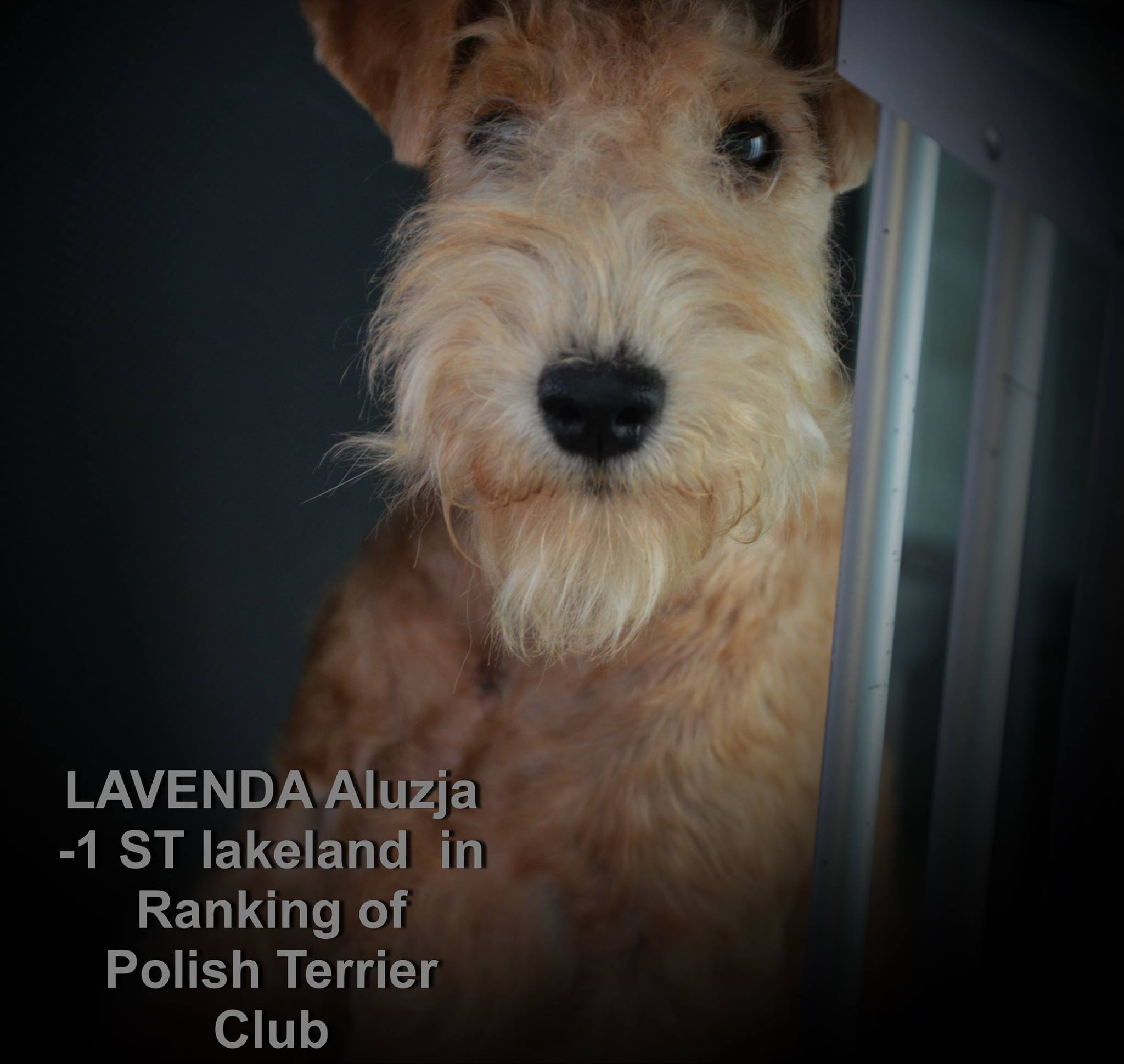 Lakeland Terrier