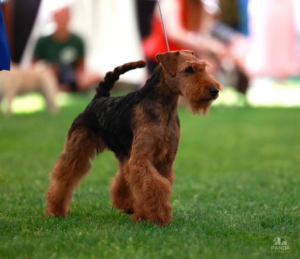 Welsh Terrier