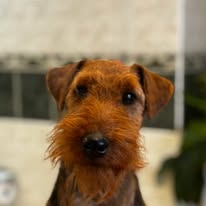 Welsh Terrier