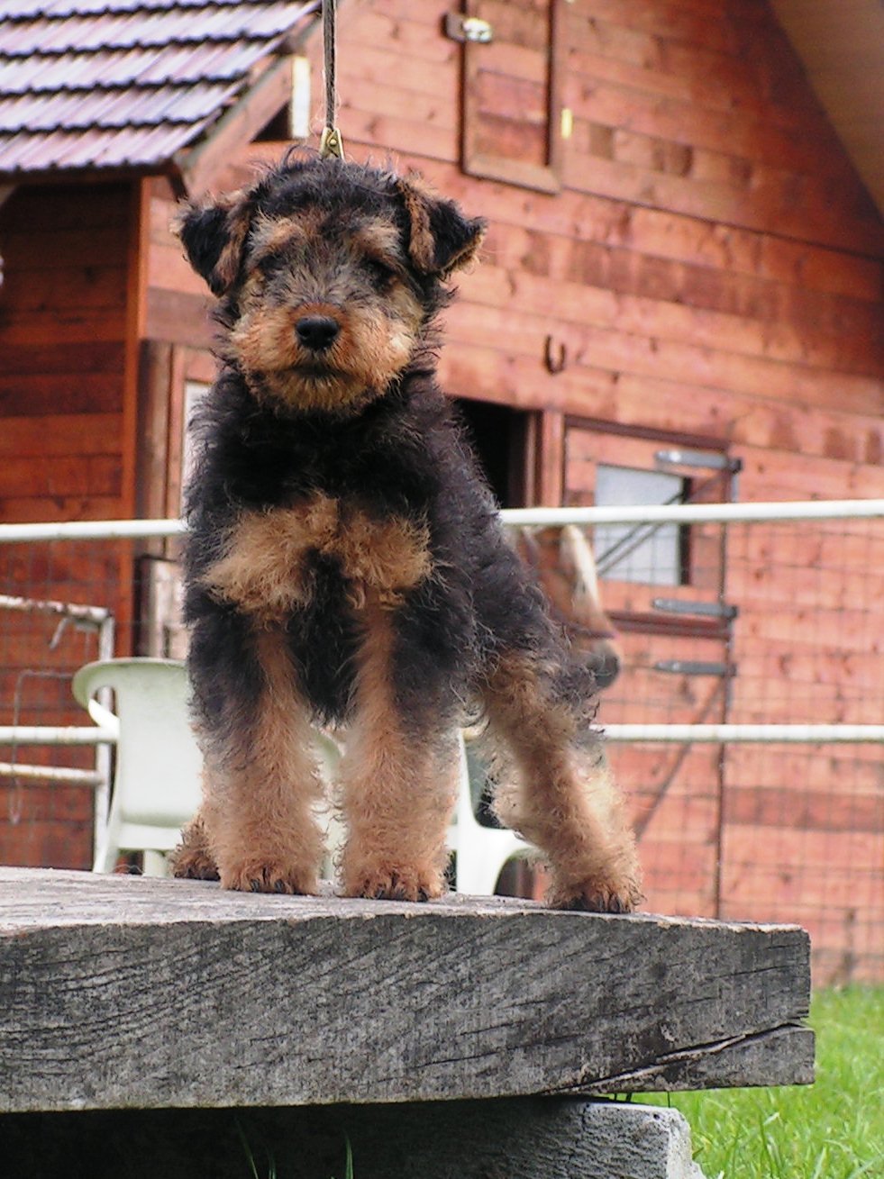 Welsh Terrier