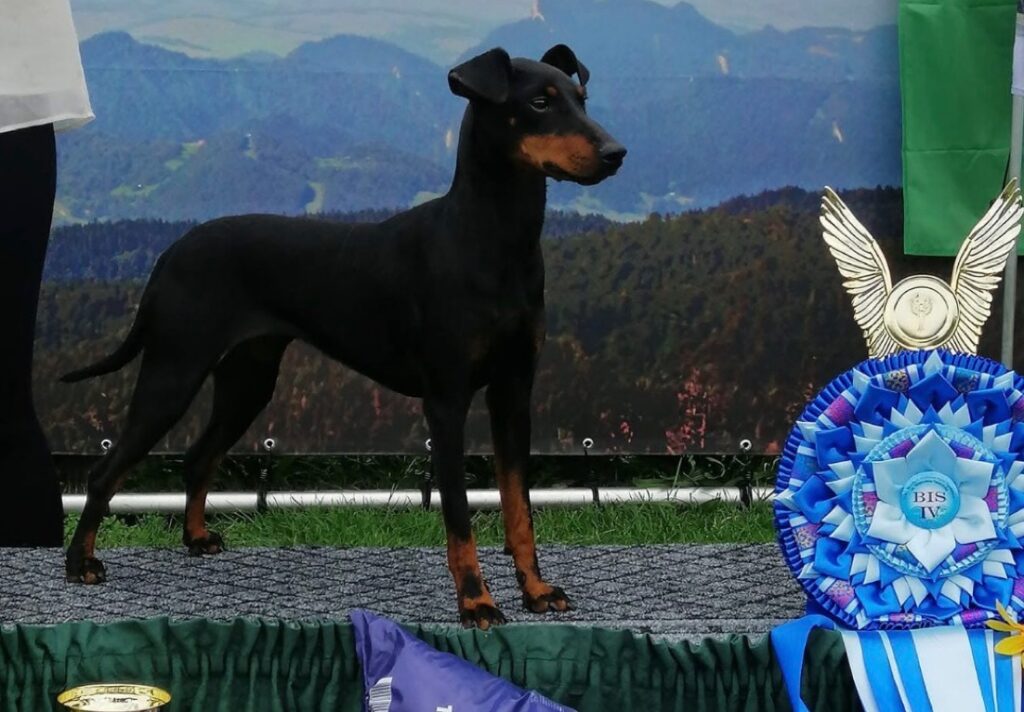 haneczka 2
